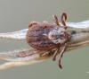Dermacentor sp.